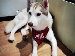 -Husky Go! 哈士奇体验馆·宠物咖啡厅狗咖