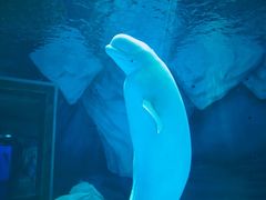 -上海海昌海洋公园-冰山北极馆