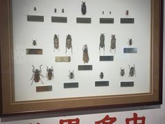 -上海昆虫博物馆