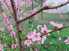 -前小桔亲子创意农场·草莓采摘·露营烧烤