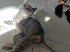 -欧奕国际动物医院