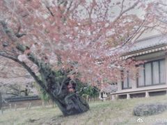 -醍醐寺