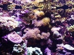 -西雅图水族馆