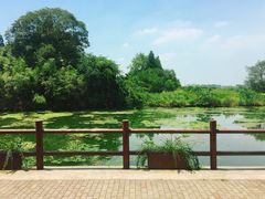 -鹅湖玫瑰文化园