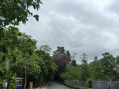 -深圳仙湖植物园