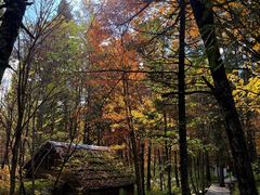 -五营红松林海景区