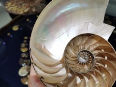 -青岛贝壳博物馆