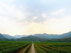 -中国茶叶博物馆(双峰馆区)