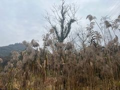 -西湖风景区-江洋畈生态公园