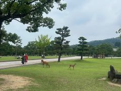 -奈良公园