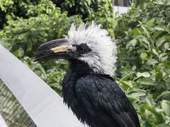 -新加坡飞禽公园