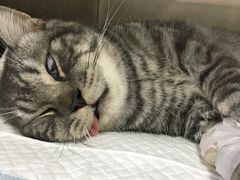 -创凡宠物医院·骨专科  猫科中心(西乡分院)