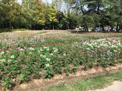 -上海滨江森林公园