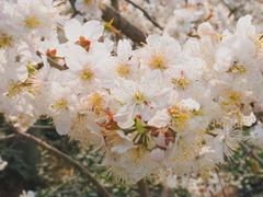 -樱桃山旅游景区