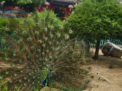 -有喜胶东小馆(太申祥和店)