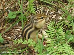 -五营红松林海景区
