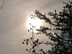 -武汉紫薇都市田园