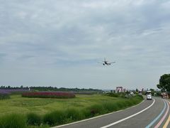 -空港花田景区