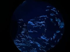 -香港海洋公园