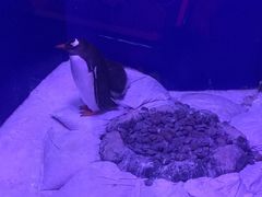 -暹罗海洋世界