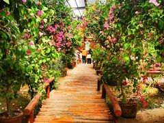 -呀路古热带植物园