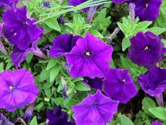 -紫颐香薰山谷景区