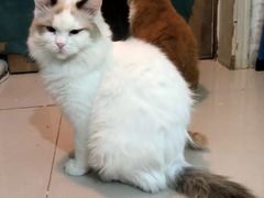 -平行世界·猫咖(首经贸店)