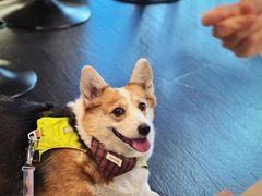 -Dogi&kiki Coffee(中心商务大厦店)