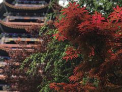 -铁山坪森林公园