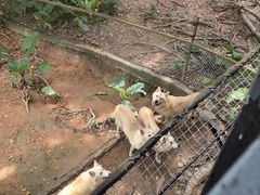 -深圳野生动物园