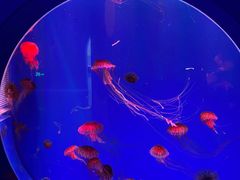 -海合安青岛极地海洋公园
