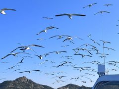 -海驴岛(荣成市)