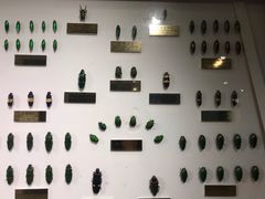 -上海昆虫博物馆