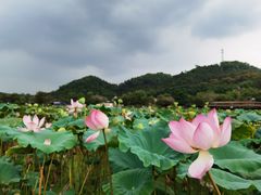 -红山村