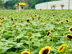-野狸岛
