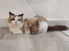 -楼上猫咖(罗湖店)