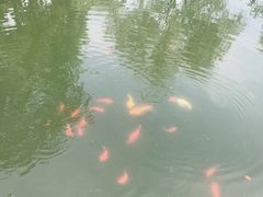 -西湖外事游船(花港观鱼码头)