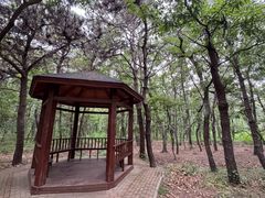 -日照海滨国家森林公园
