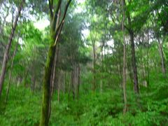 -五营红松林海景区