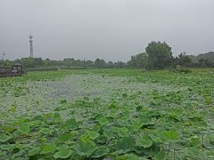 -羊亭河湿地公园