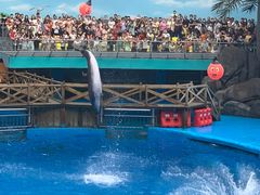-海合安成都极地海洋公园