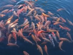 -长春市南湖公园