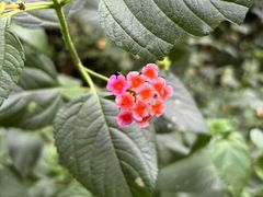 -青芝山风景名胜区