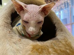 -藏猫猫咖啡主题馆(中央大道店)