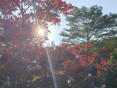-广州市帽峰山景区