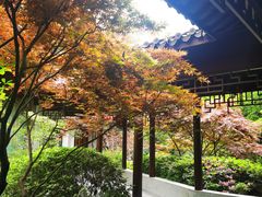 -十八棵（老龙井）御茶园(老龙井店)
