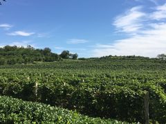 葡萄园-北京张裕爱斐堡酒庄