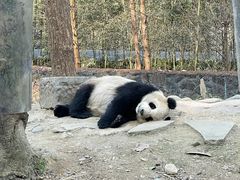 -都江堰中华大熊猫苑