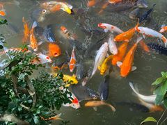 -优之名鹅城