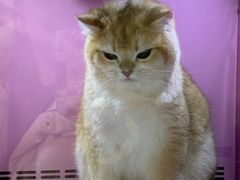 -全心全意连锁动物医院·特色中医诊疗(会城门分院)